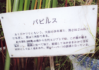 写真3B　東京王子「紙の博物館」玄関にある“パピルス”の説明